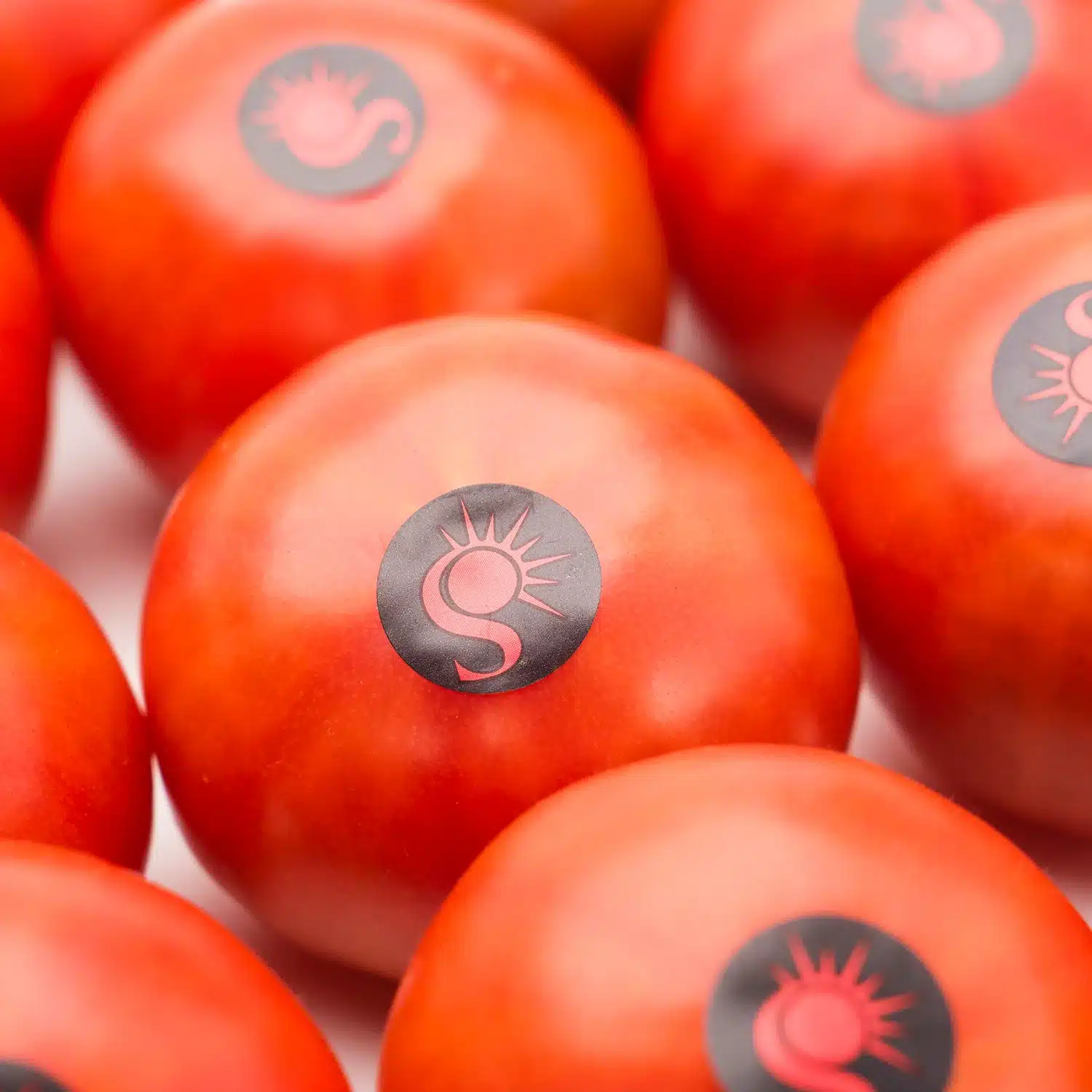Tomate Sulayr - Imagen 3