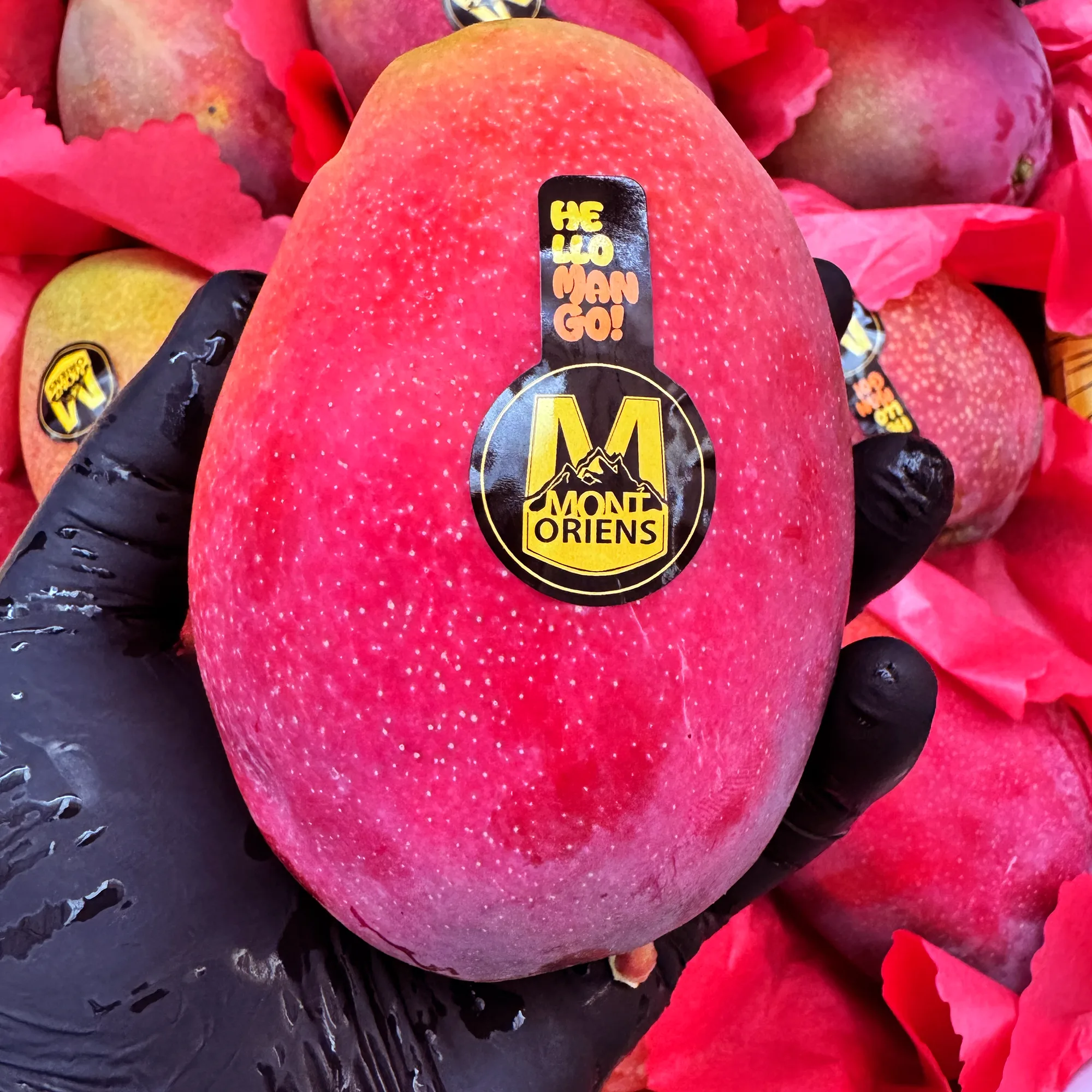 Mango Irwin Montoriens
