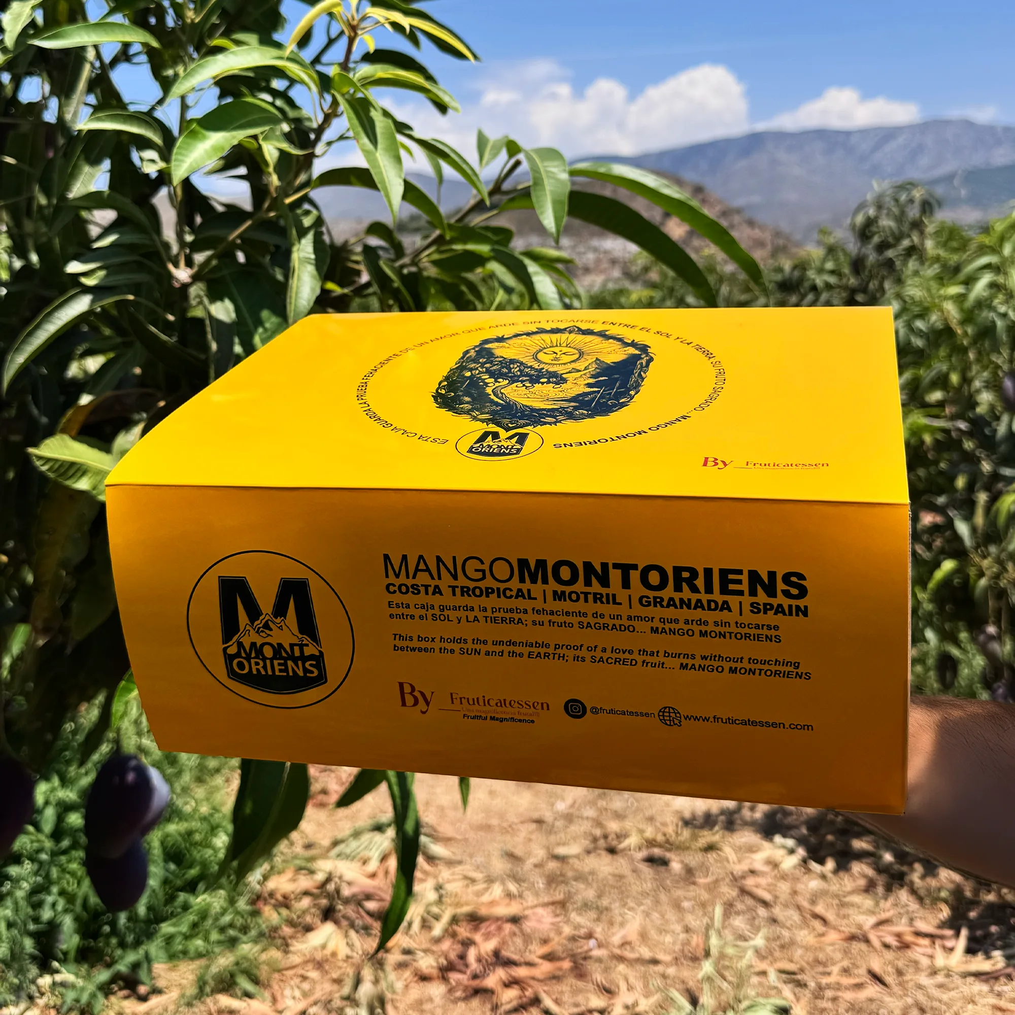 Mango Irwin Montoriens CERT. ECOLÓGICO Sublime de Motril - Imagen 3