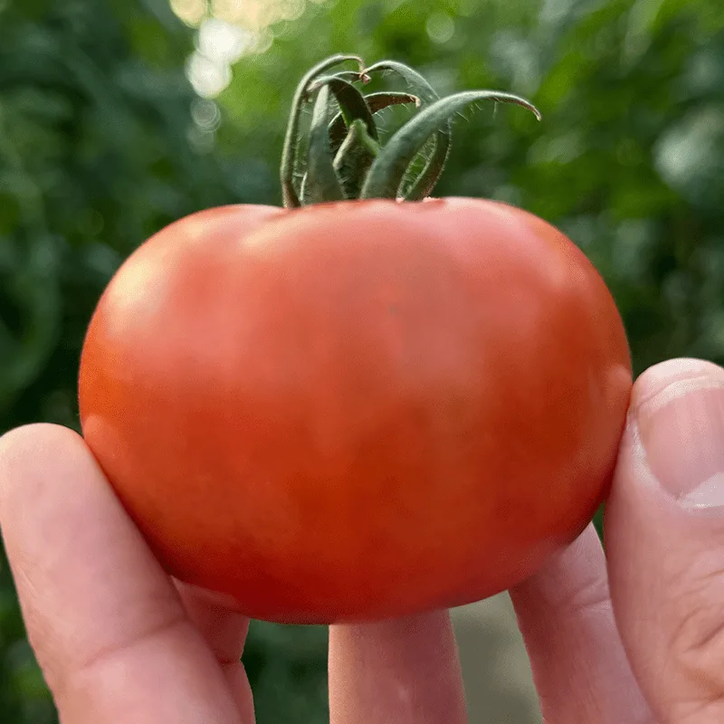 Tomate_marca_sulayr
