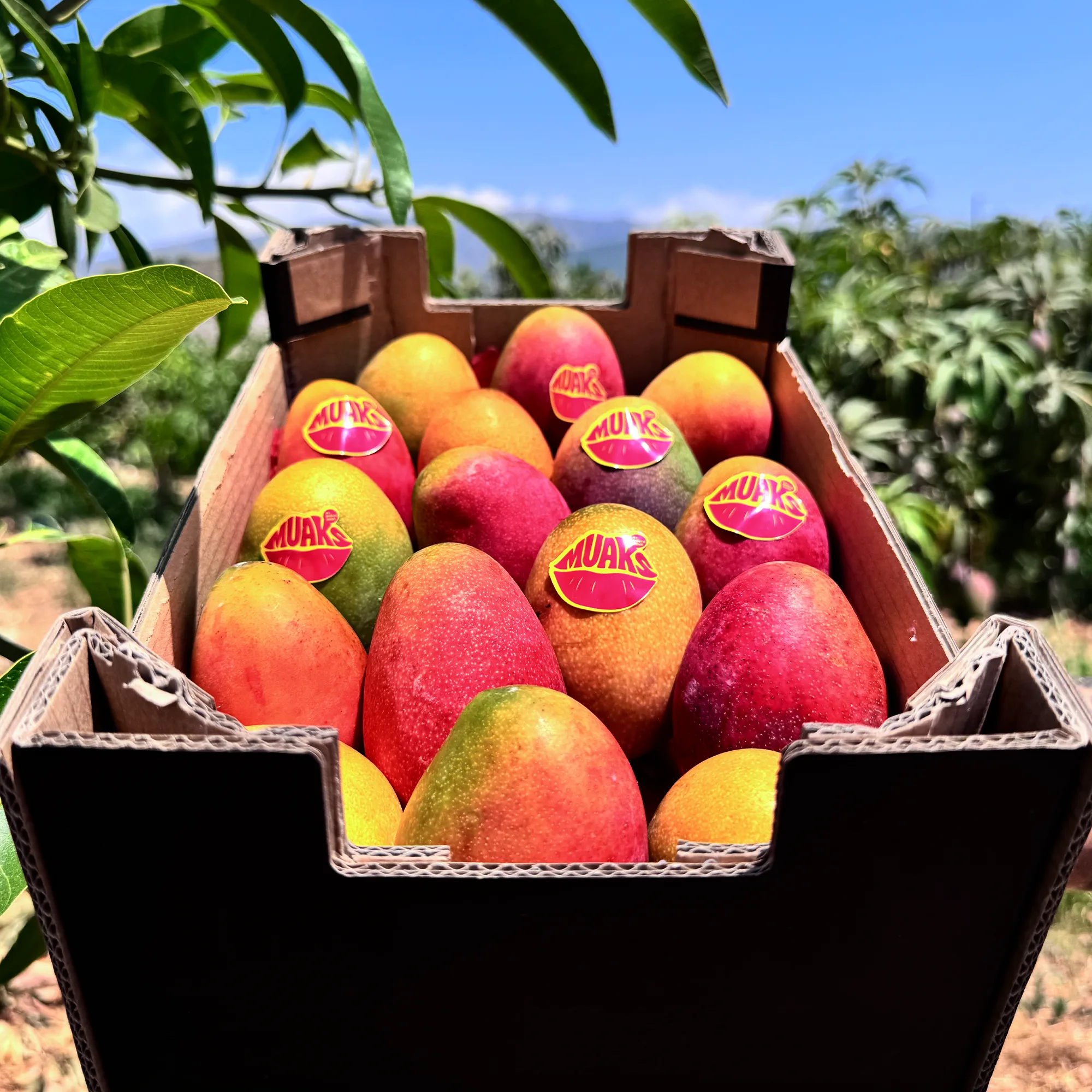 Caja de mangos ecológicos MUAKS de Montoriens en el campo, junto a un árbol de mango y montañas de la Costa Tropical