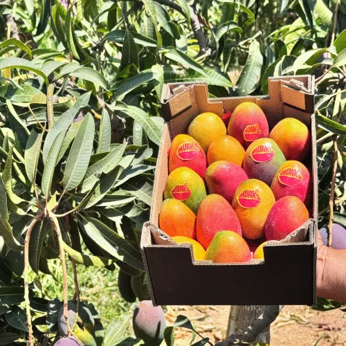 Caja de mangos MUAKS de Montoriens en el campo, junto a un árbol de mango con la montaña al fondo