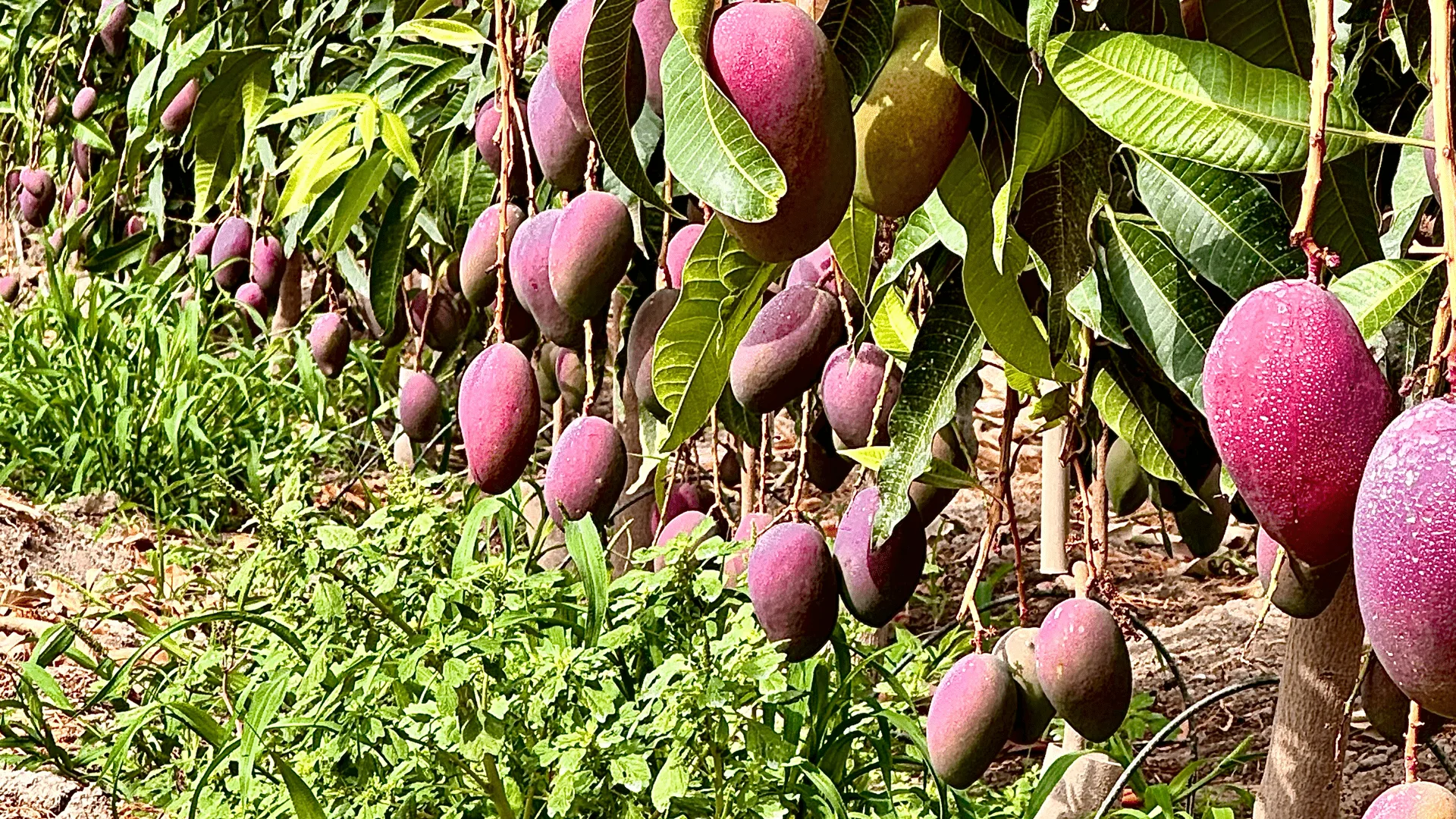 mango_irwin_montoriens2 Campo de mangos Irwin Montoriens en la costa tropical de Motril, bajo el sol del Mediterráneo