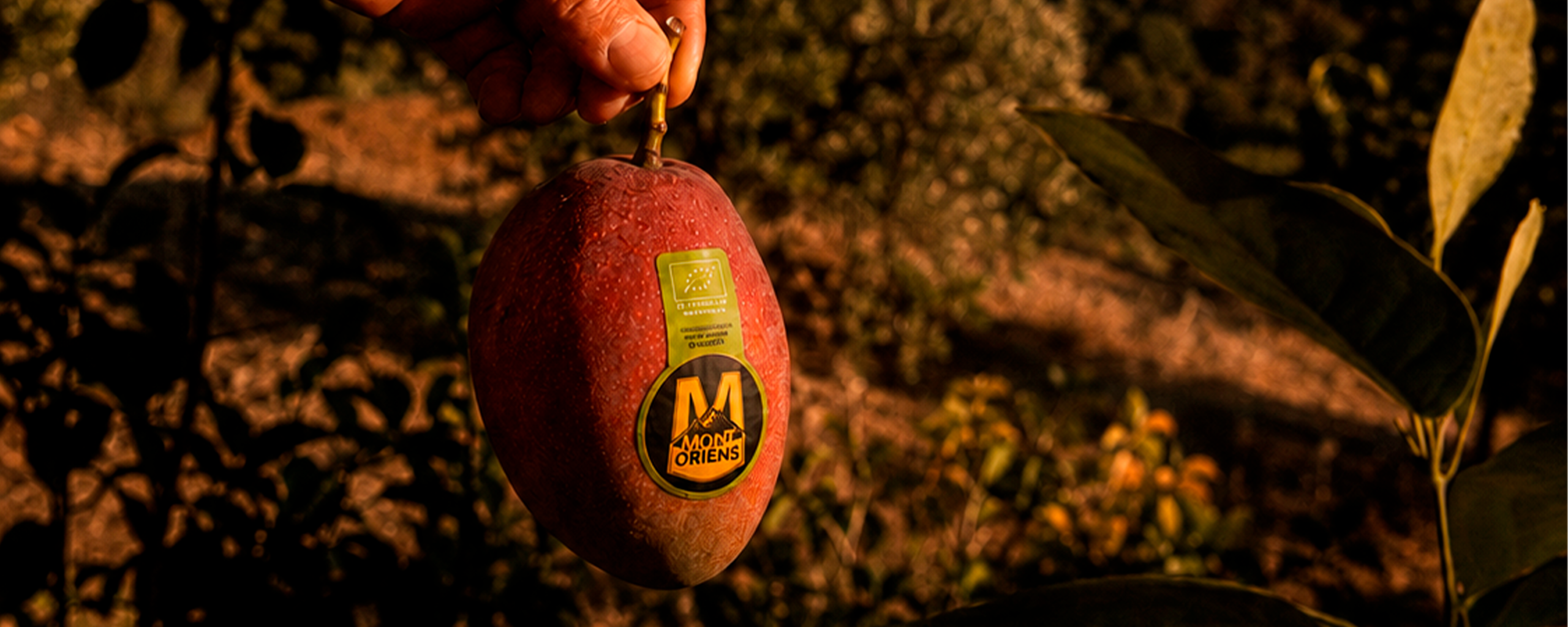 Pedúnculo recién cortado después de recolectar un mango en una finca de Motril